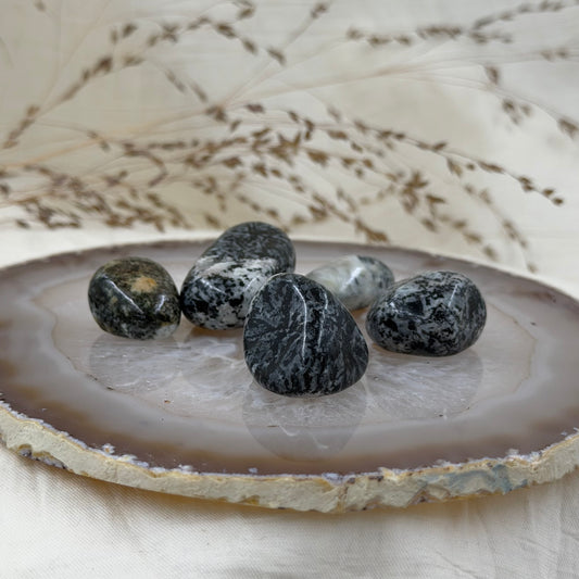 Orbikulitas
