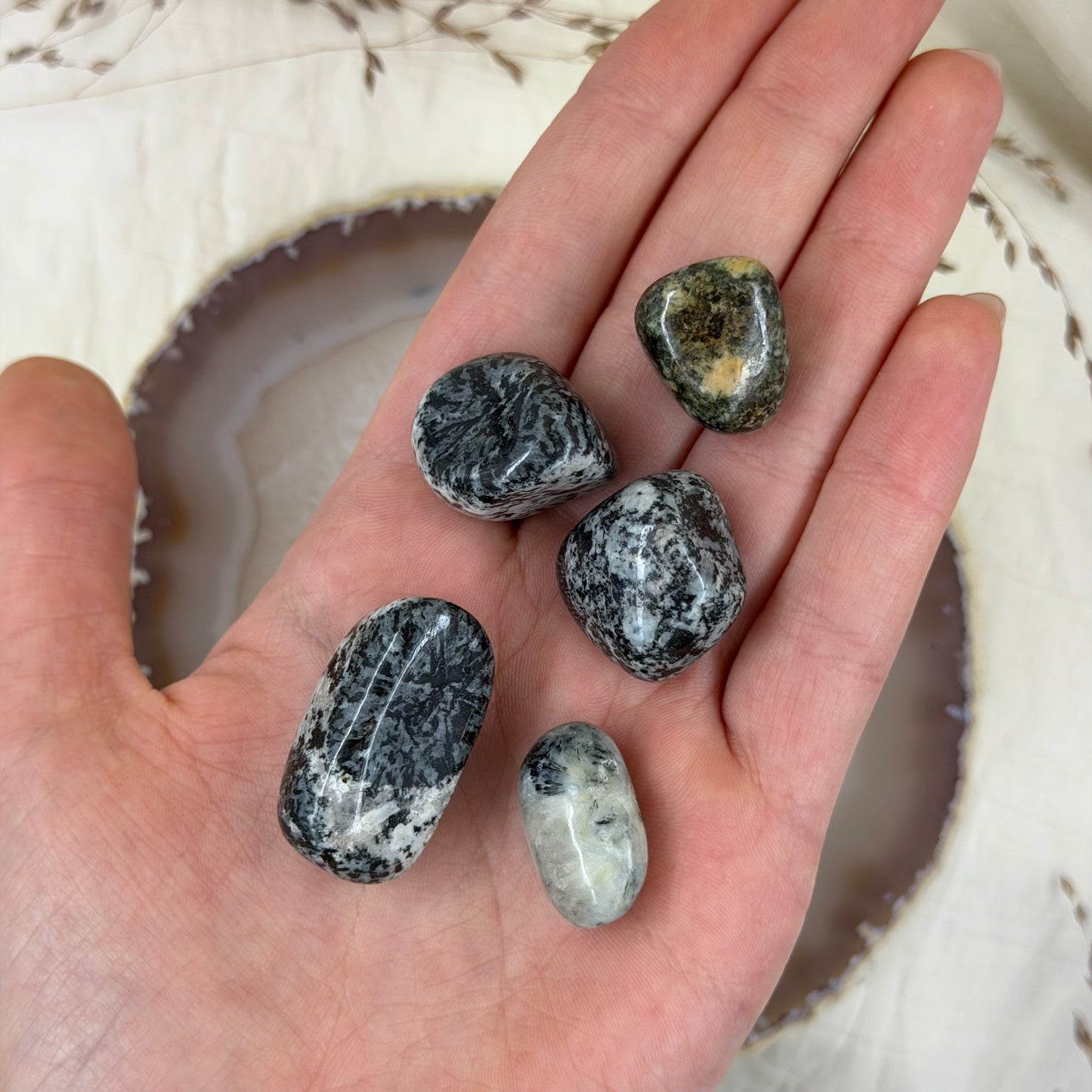 Orbikulitas