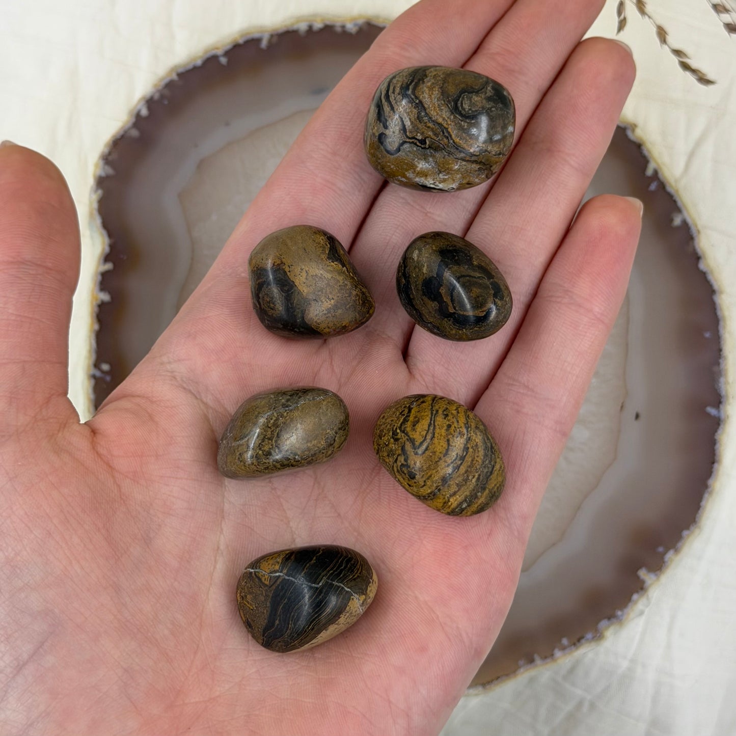 Stromatolitas