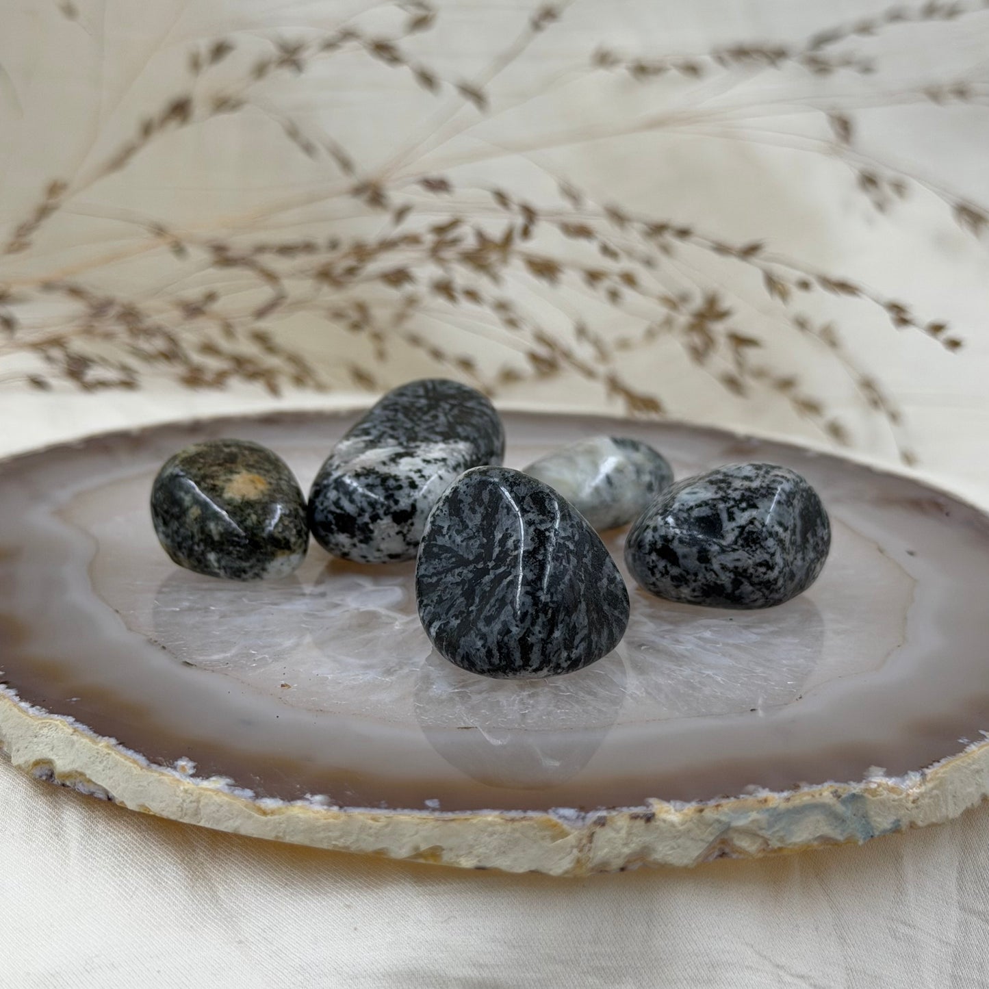 Orbikulitas