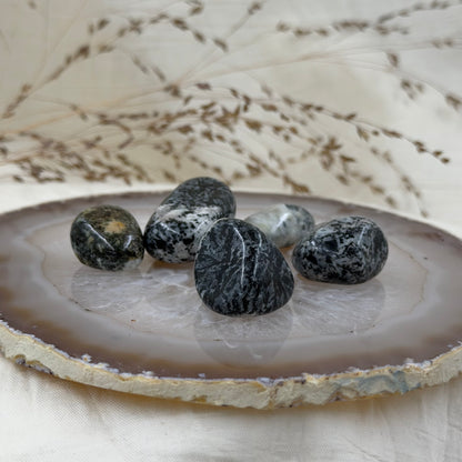 Orbikulitas