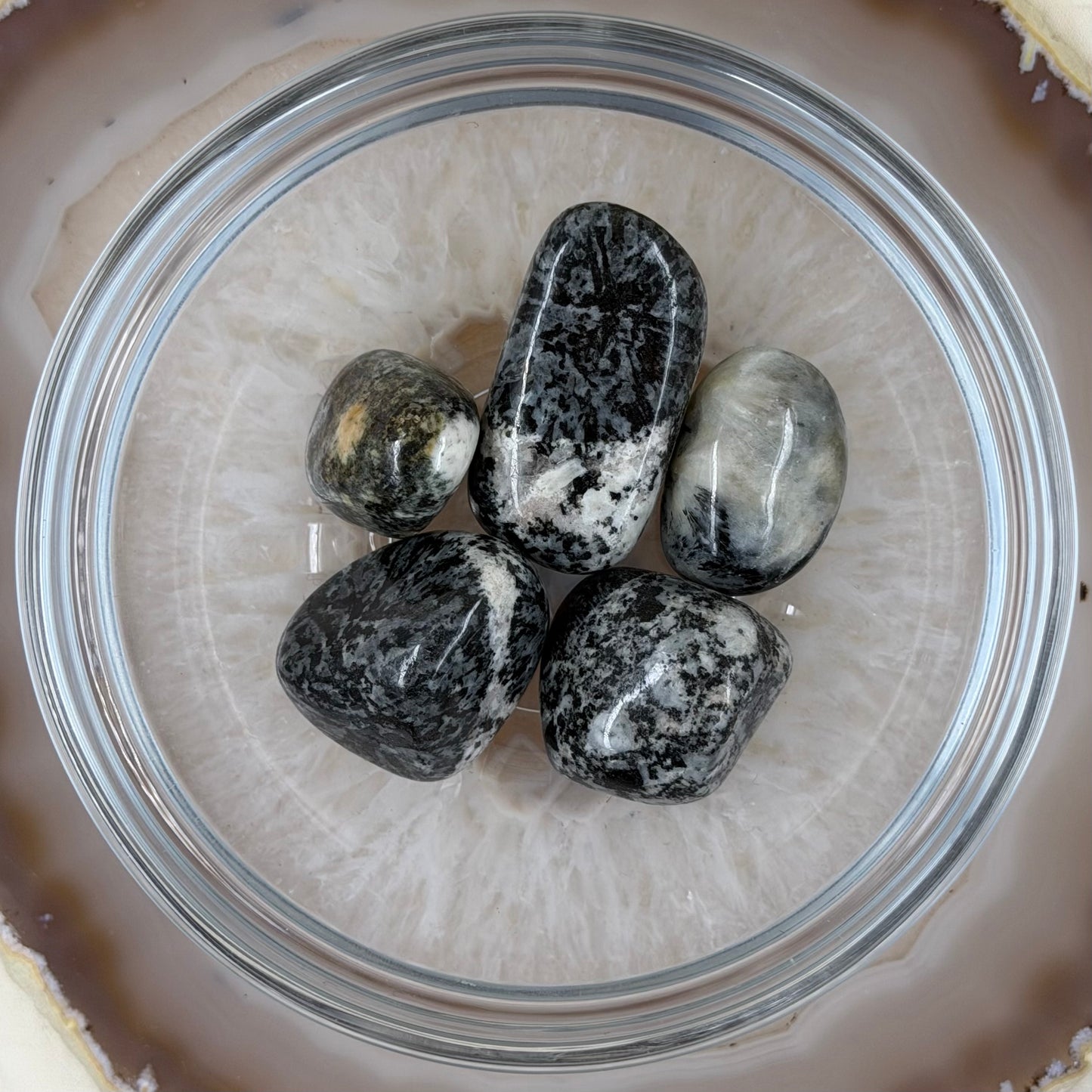 Orbikulitas